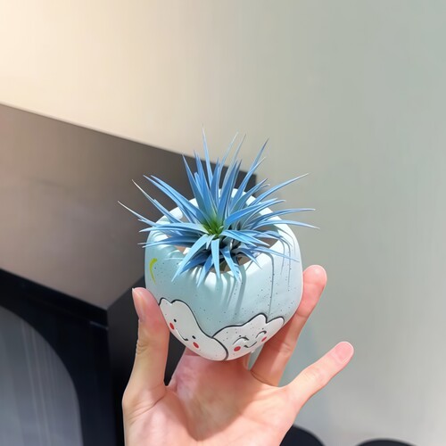 蓝精灵空气凤梨无土植物工位小摆件办公室内桌面客厅绿植花卉盆栽 - 图0