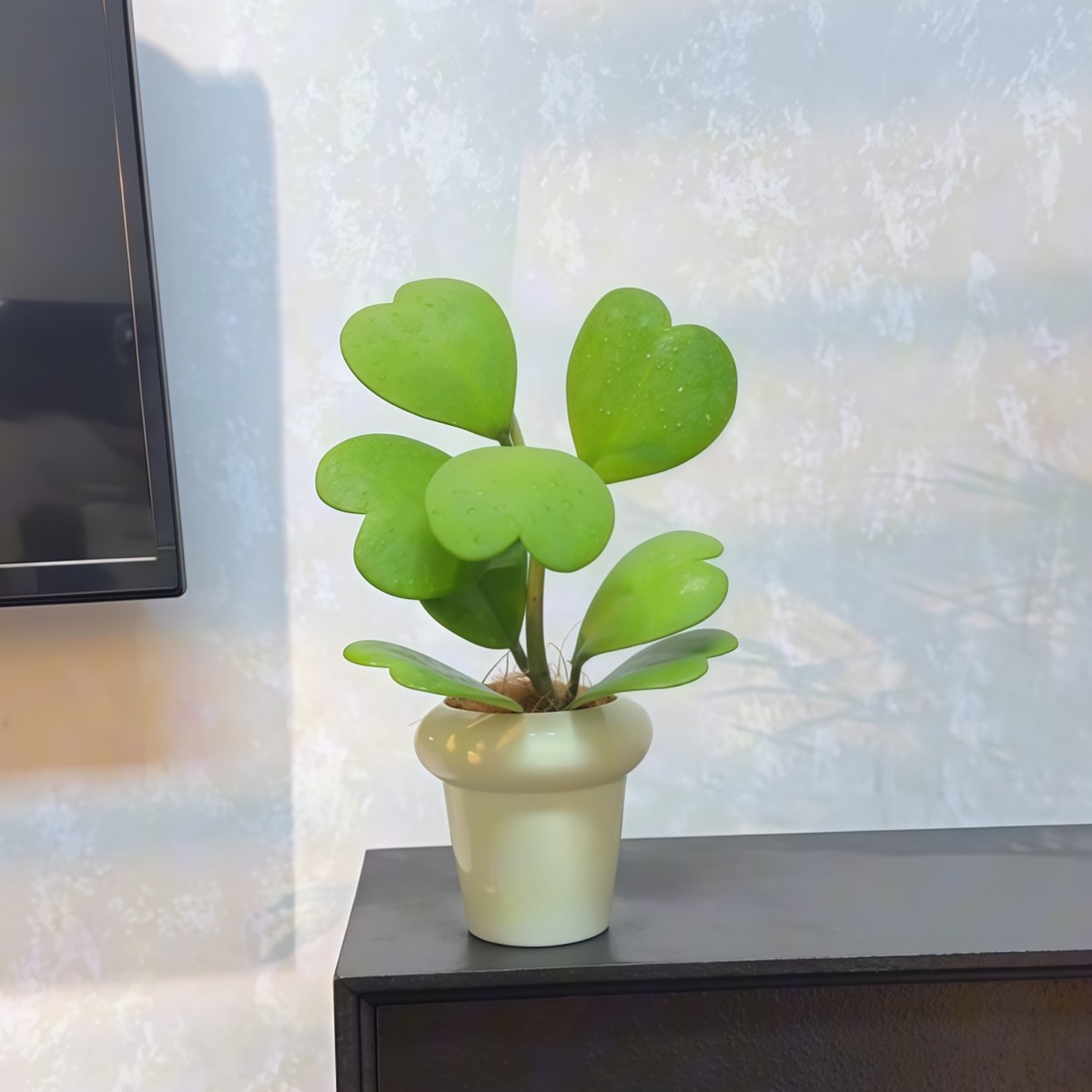 心叶球兰一片心心形多肉植物耐阴办公室内客厅桌面绿植花卉盆栽,淘宝优惠券,粉丝福利购,淘宝优惠卷