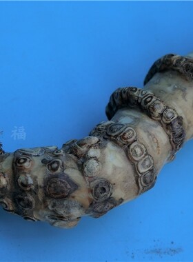 手感厚实湘妃禅杖梅鹿敲背老竹根