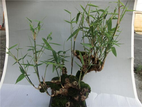 小叶簕竹苗老桩盆景室内盆栽竹子苗阳台绿植物观音竹防辐射吸甲醛 - 图3