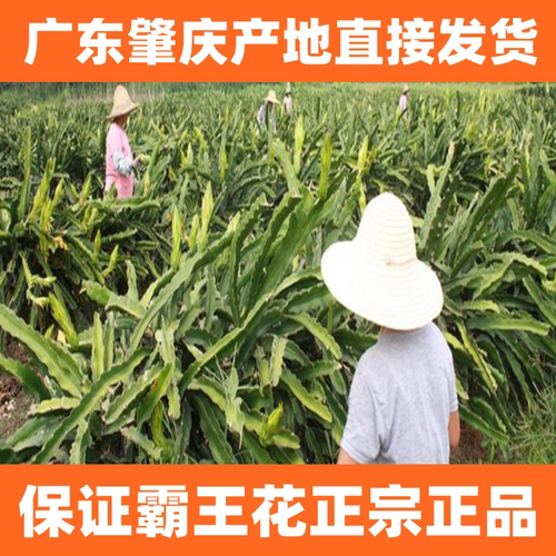 霸王花500g干货一斤装农家自产广东肇庆特产煲汤料正品剑花 - 图0