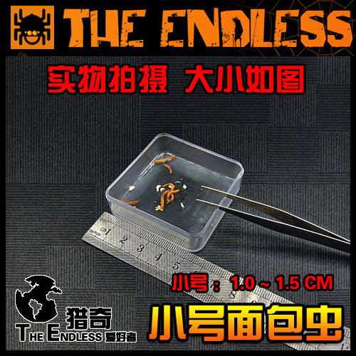 【TE猎奇】爬宠 异宠 螳螂 跳蛛 蜥蜴 昆虫 蜘蛛 活体饲料 面包虫 - 图0