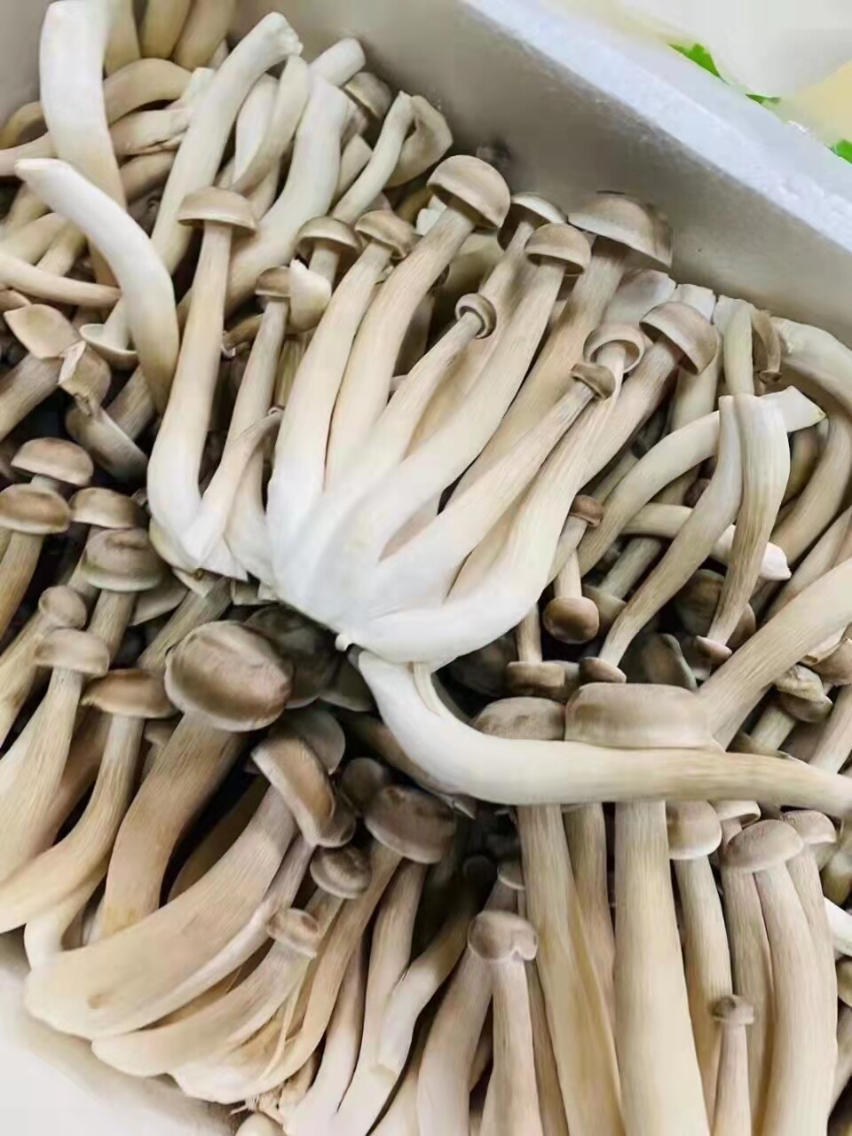 新鲜鹿茸菇农庄特色食材一件约五斤装新鲜菌菇顺丰到家_虎窝淘
