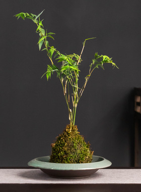哥窑创意剑山插花器苔藓球绿植