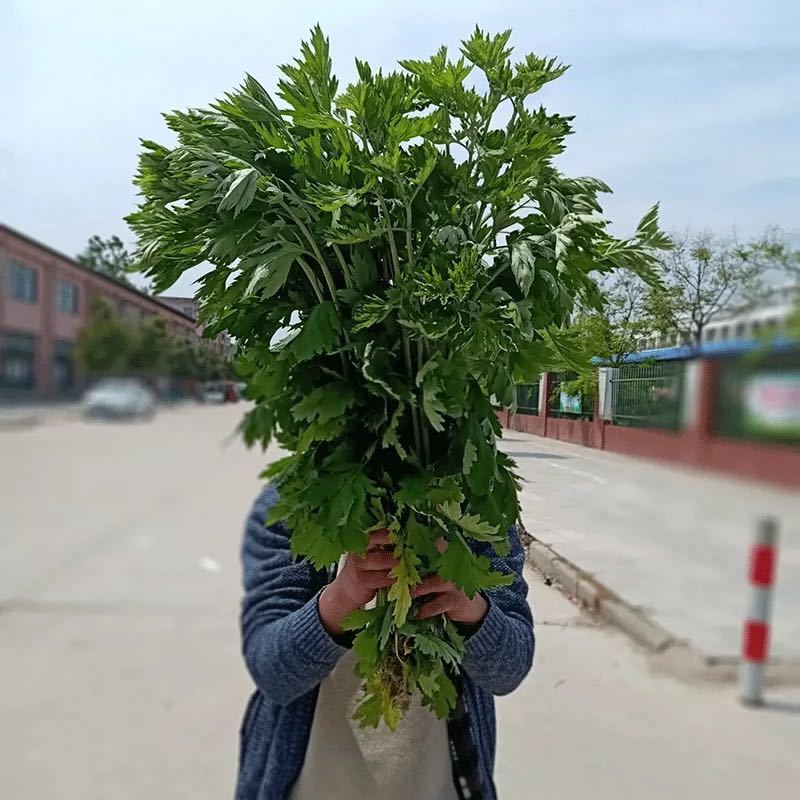 艾叶草中药材新鲜艾草叶整颗端午节全株艾草长颗野生艾蒿泡澡驱蚊-图1