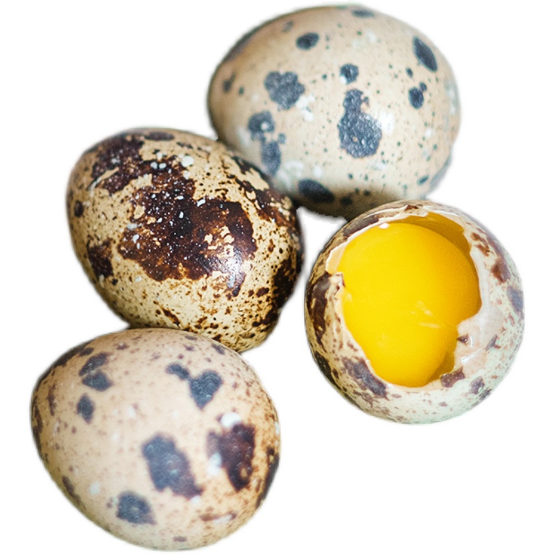 农家杂粮喂新鲜鹌鹑蛋100枚鹌鹑蛋生蛋鹑鸟蛋宝宝辅食 全国包邮 - 图3