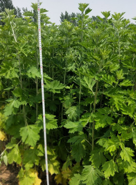 整棵野生端午晒干带杆祛湿艾草