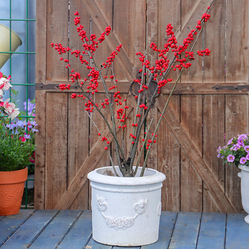 北美冬青盆栽相思红果绿植庭院树苗耐寒易成活阳台花园好养可插花 - 图1