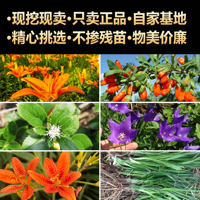 名贵药材种植苗药材种子金银花枸杞树苗黄精玉竹艾叶百合生地黄 - 图0