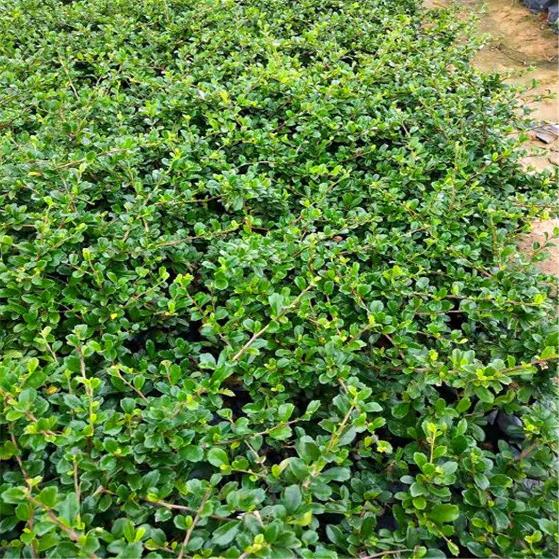 工程公路绿化苗木scf福建茶苗福建茶小苗福建茶袋苗绿化树苗