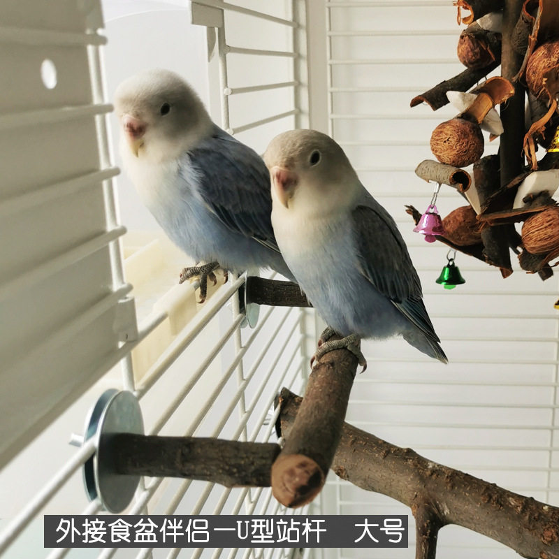 鹦鹉苹果木站杆 U型水壶站架 鸟类喝水站杆 食碗支架实木木质站架,淘宝优惠券,粉丝福利购,淘宝优惠卷