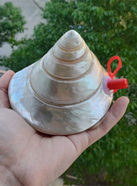 包邮天然海螺贝壳工艺