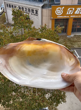 包邮天然贝壳海螺工艺品家居装饰