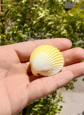 天然海螺贝壳心形贝壳情侣贝鸡心椰子贝蛤蜊海岛礼品纪念品收藏