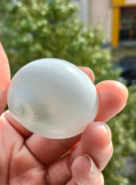 天然海螺贝壳乳白玉螺白猫眼螺卷贝鱼寄居蟹换壳鱼缸水族造景摆件