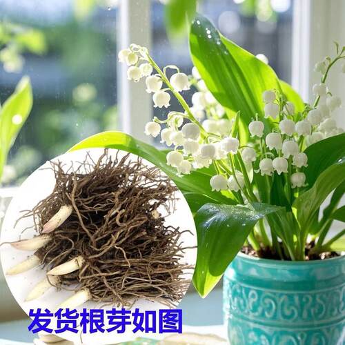 【浇水就能活】浓香型多头铃兰花苗带芽带根花卉盆栽耐寒耐热好养 - 图0