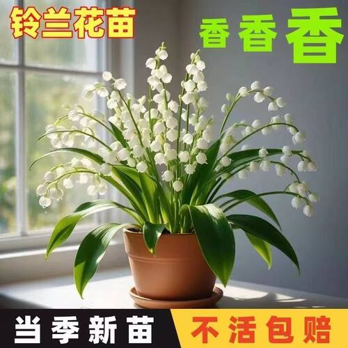 【浇水就能活】浓香型多头铃兰花苗带芽带根花卉盆栽耐寒耐热好养 - 图1
