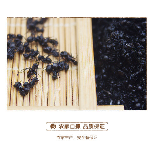 广西大黑蚂蚁干山蚁拟黑多刺蚁中药材养生泡酒食用500g另售蚂蚁粉 - 图2