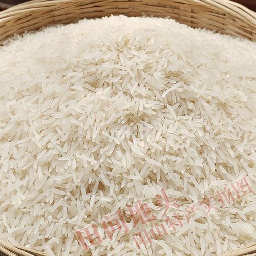 广东阳山农家大米晚稻新米七拱金象米不抛光不打蜡长粒象牙米5斤 - 图0