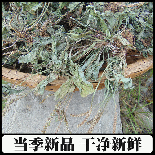 深山农家采挖整颗车前草干野外生长车钱干货草农家自晒药材车轮菜 - 图3