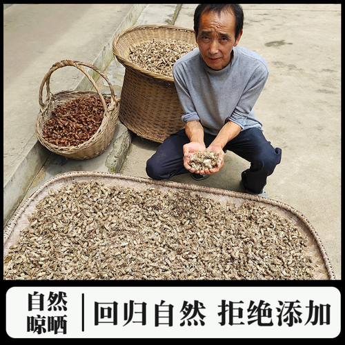正宗金蝉花大别山竹海金禅花虫草深山野外生金婵花知了花煲汤药材 - 图1
