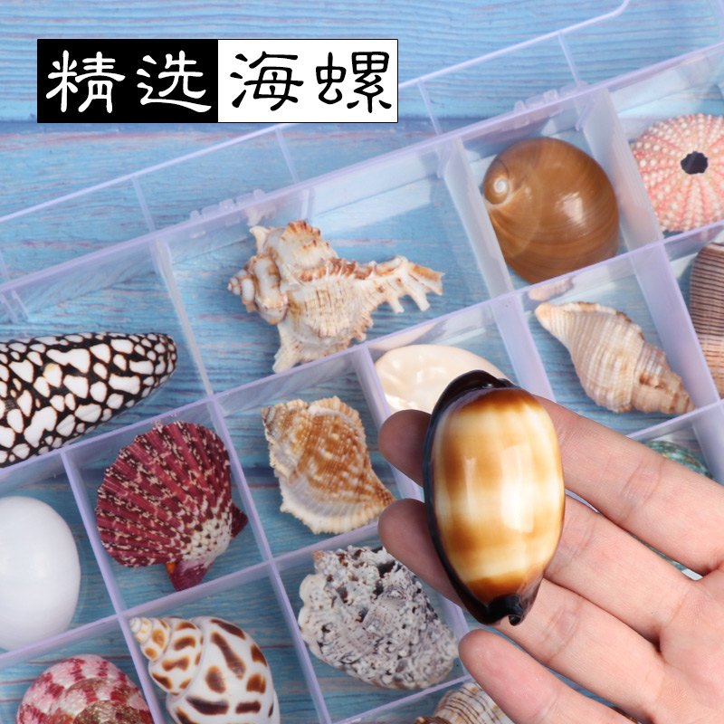 贝壳海螺科普材料精品标本螺收纳套装礼盒幼儿园海洋生物收藏 - 图0