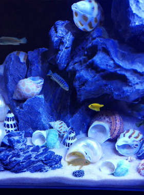 天然贝壳海螺海星珊瑚