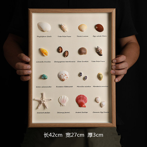 天然贝壳标本海螺相框diy手工装裱制作展示摆台家居装饰立体挂画 - 图0