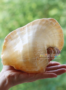 耳朵螺天然大贝壳海螺