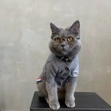 Кошка осень и зимняя одежда Pet Cat Cat Котенок Короткий голубая кошачь