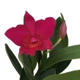 Orchid-Yanglan-Mini Caterland Big Flower Carter Flade Miao Lao Miao практикует случайное сорт