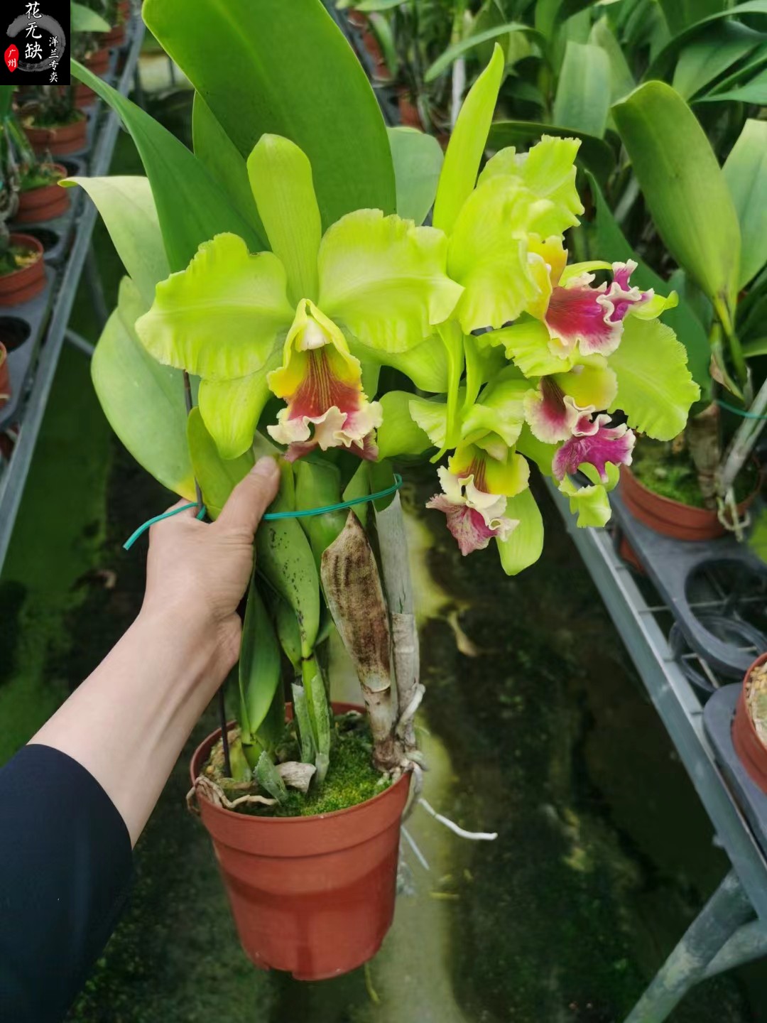 兰花-洋兰-卡特兰--Blc.Helen Brown x self海伦布朗浓香易栽-图2