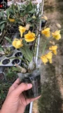 Taiju Dendrobium Gold Dendrobium, с ароматом, без аромата, весны и лета в период цветения, пожалуйста, посмотрите на реальный выстрел, прежде чем разместить заказ