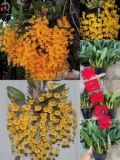 Taiju Dendrobium Gold Dendrobium, с ароматом, без аромата, весны и лета в период цветения, пожалуйста, посмотрите на реальный выстрел, прежде чем разместить заказ