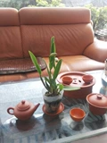 Orchid-Yanglan-Mini Caterland Big Flower Carter Flade Miao Lao Miao практикует случайное сорт