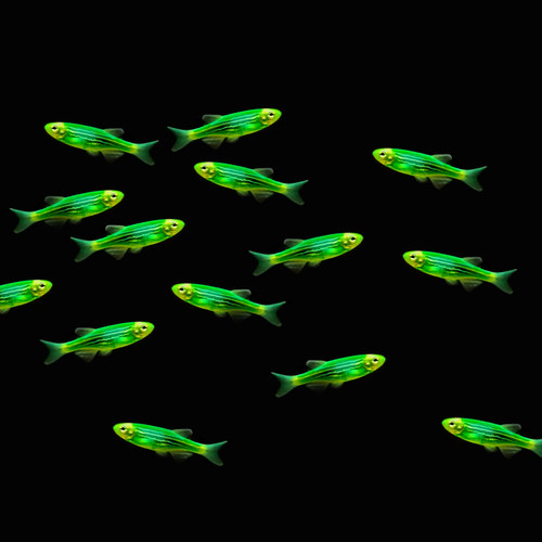 水族观赏鱼活体蝶翼大斑马鱼淡水耐寒草缸热带小型糖果色灯鱼套餐 - 图1