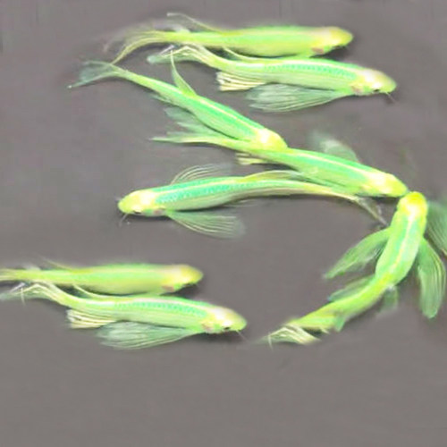 水族观赏鱼活体蝶翼大斑马鱼淡水耐寒草缸热带小型糖果色灯鱼套餐 - 图2