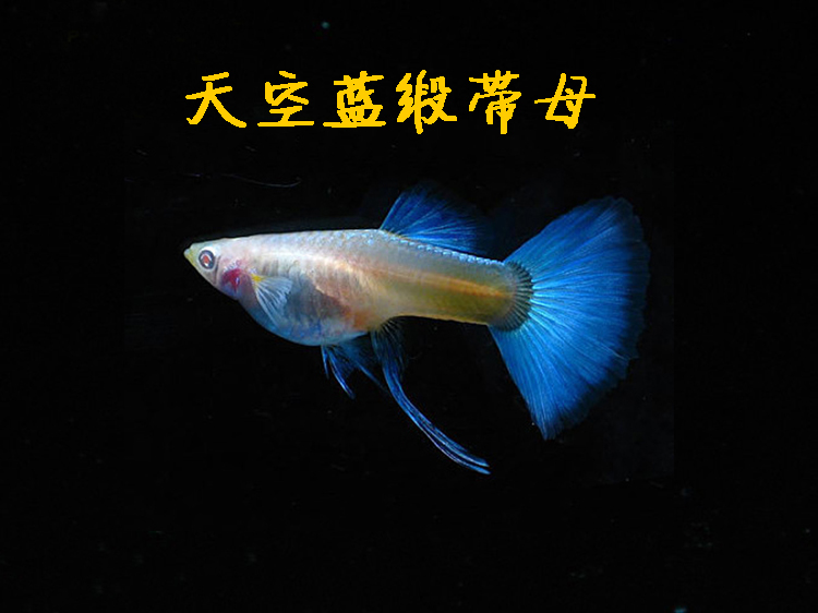 水族孔雀鱼怀孕母活体带胎热带淡水观赏鱼下仔生小鱼稀有凤尾缎带 - 图1