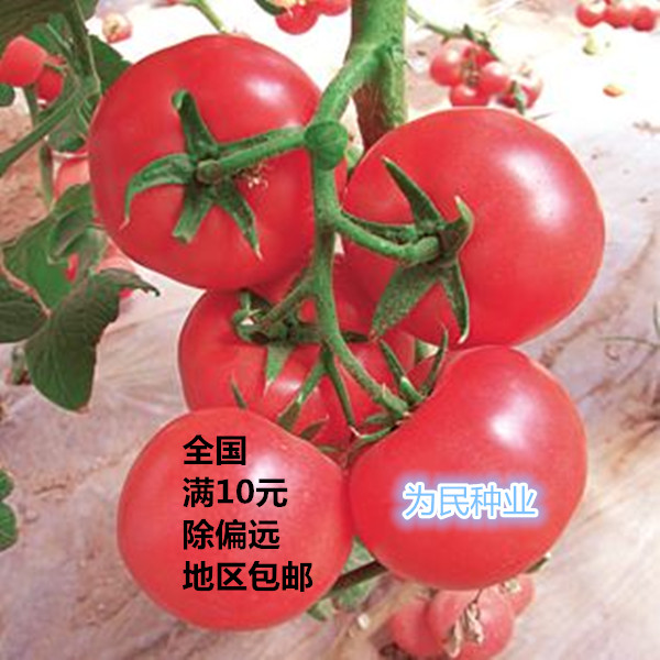 粉冠2号番茄种子大果型粉果西红柿种子大棚露天盆栽蔬菜种子包邮