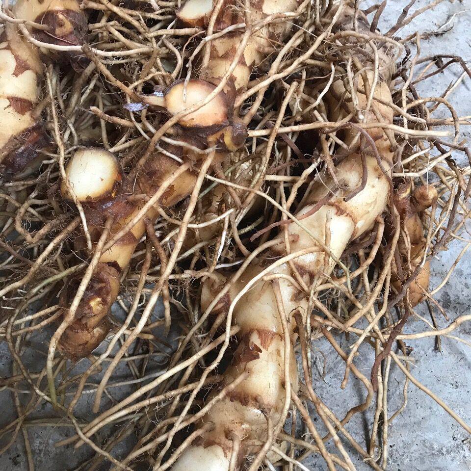 新鲜现挖闭鞘姜头中草药白石笋罗汉姜根闭鞘姜头根发货500克