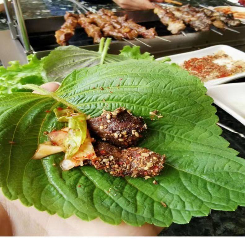 新鲜苏子叶韩国烤肉叶东北包饭叶紫苏叶日本料理嫩叶大叶青菜,淘宝优惠券,粉丝福利购,淘宝优惠卷