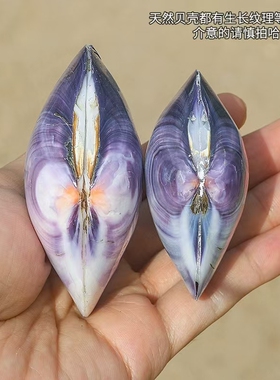 天然海螺紫色双壳紫蛤鱼缸
