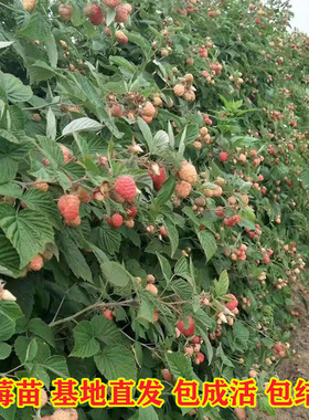 树莓苗双季覆盆子果树苗盆栽地栽南北方种植当年结果红黄黑树莓苗