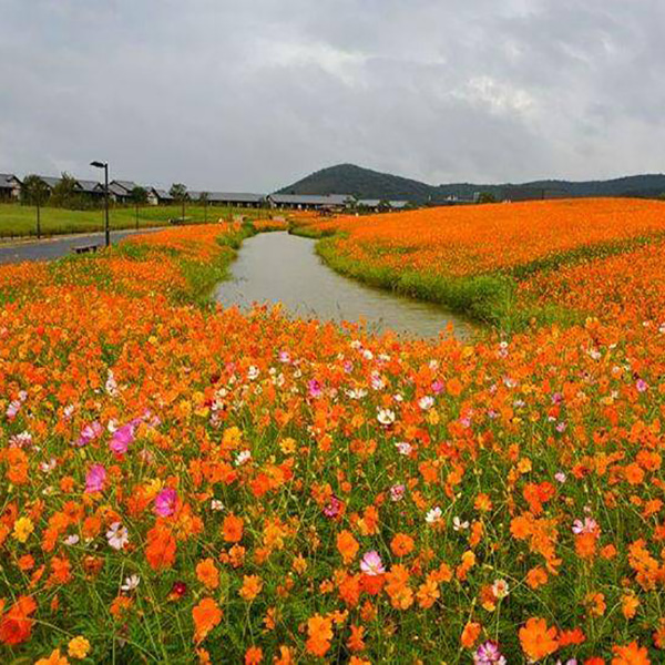 矮杆硫华菊花籽黄秋英种子耐热耐旱景区花海适合春天乡村小区道路 - 图0