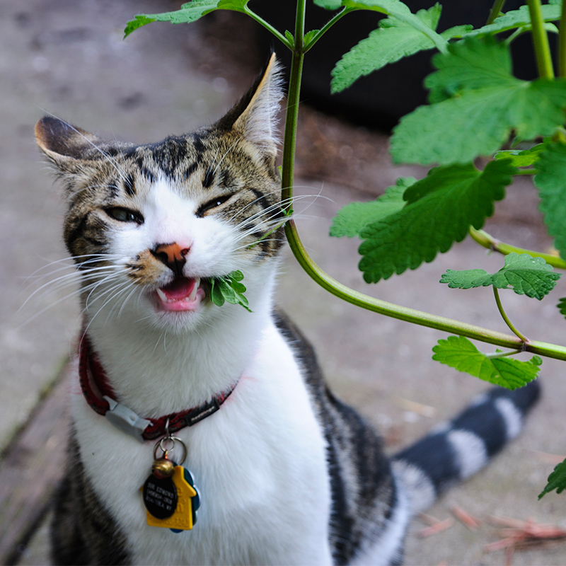 猫草猫薄荷种子小荆芥猫咪零食化毛草籽多年生室外盆栽观赏驱蚊草