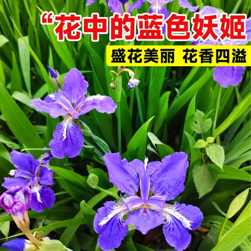 蓝花鸢尾种子耐阴耐寒花籽四季播种易活蓝色宿根花卉庭院盆栽常青 - 图2