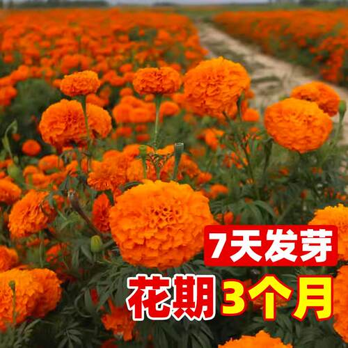 万寿菊花种籽子耐热驱蚊花卉驱蛇花卉适合乡村庭院春天种的花期长 - 图3