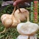 Cold potato and sweet potato seeds, Muma mountain sweet potato, early-maturing and high-yielding fruit, sweet potato and sweet potato, sweet potato and jicama vegetable seeds.