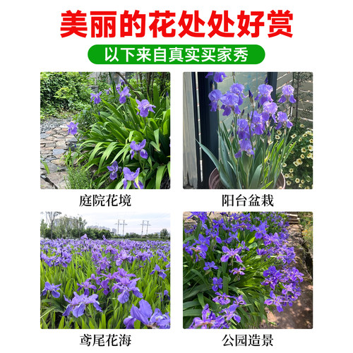 蓝花鸢尾种子耐阴耐寒花籽四季播种易活蓝色宿根花卉庭院盆栽常青 - 图0