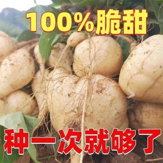 Cold potato and sweet potato seeds, Muma mountain sweet potato, early-maturing and high-yielding fruit, sweet potato and sweet potato, sweet potato and jicama vegetable seeds.
